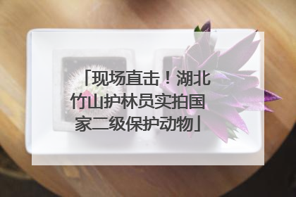 现场直击！湖北竹山护林员实拍国家二级保护动物